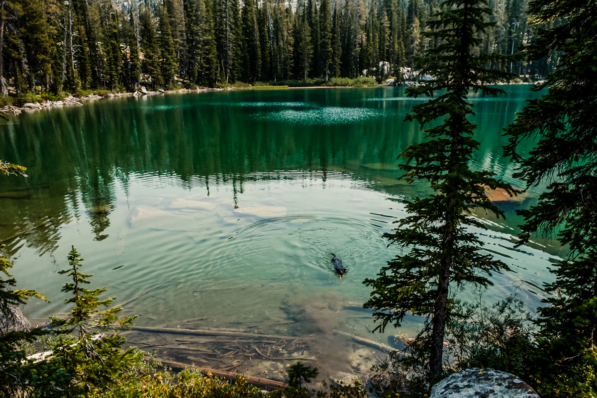 Alpsee lake swimming near Hohenschwangau Castle - alpine wellness in Bavaria